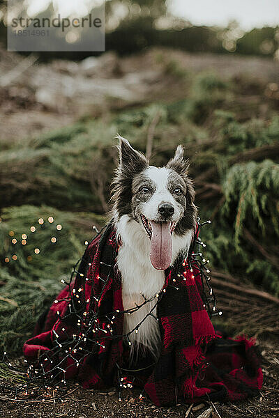 Border-Collie-Hund in Decke gehüllt und Weihnachtsbeleuchtung auf dem Feld