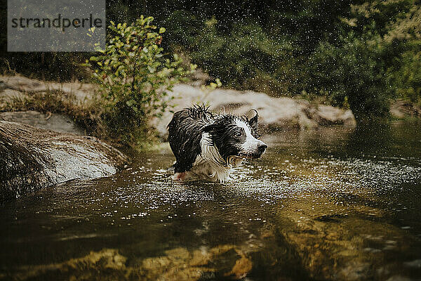 Nasser Hund schüttelt Wasser im Fluss ab