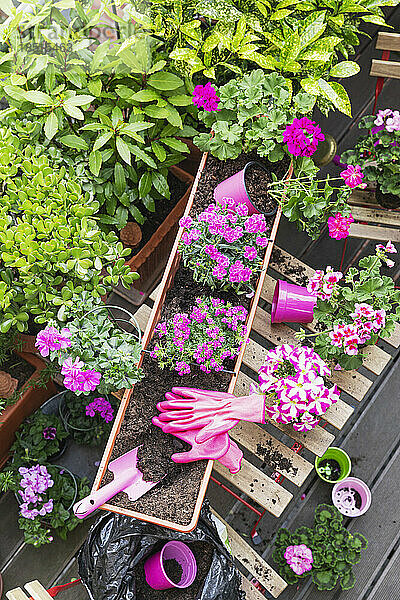 Planting of pink summer flowers in balcony garden