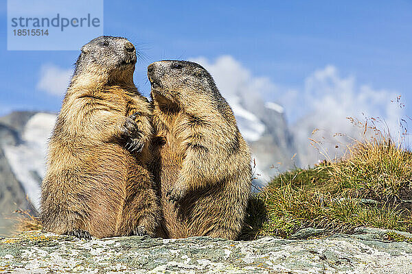 Zwei Alpenmurmeltiere (Marmota marmota) fressen im Freien