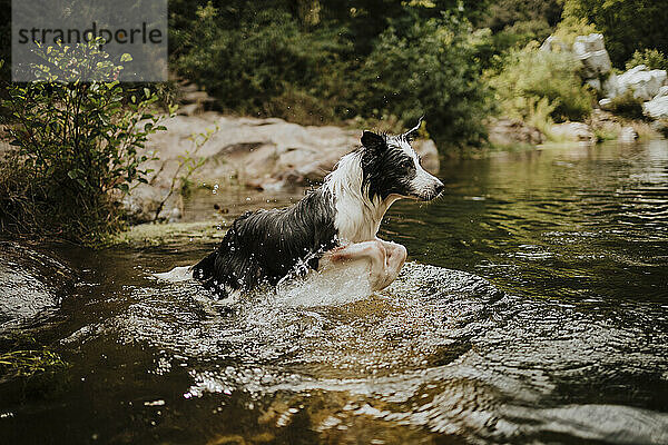 Border-Collie-Hund springt in den Fluss
