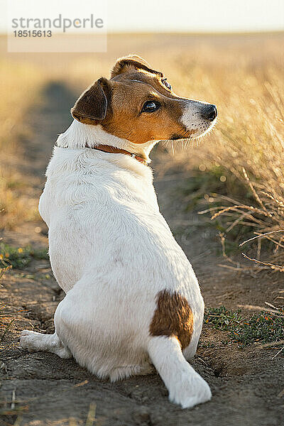 Jack-Russell-Terrier-Hund sitzt auf dem Feld