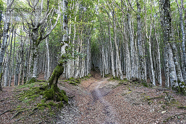 Italien  Toskana  Camaldoli  Waldbäume im Parco Nazionale delle Foreste Casentinesi