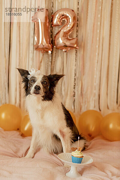 Niedlicher Border-Collie-Hund mit Geburtstags-Cupcake