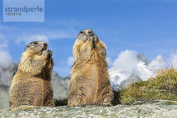 Zwei Alpenmurmeltiere (Marmota marmota) fressen im Freien