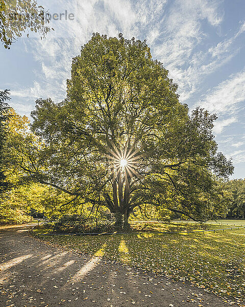 Deutschland  Hamburg  Sonne scheint durch die Äste des alten Bergahorns (Acer pseudoplatanus) im Hirschpark