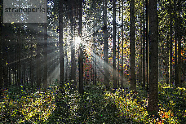 Deutschland  Baden-Württemberg  Sonne scheint durch Zweige von Waldbäumen auf der Schwäbischen Alb