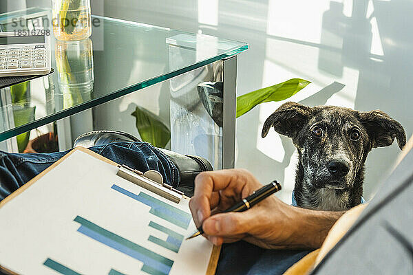 Hund schaut Geschäftsmann zu  der im Heimbüro Diagramme erstellt