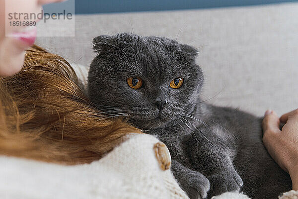 Graue Katze mit orangefarbenen Augen ruht sich mit Frau zu Hause aus