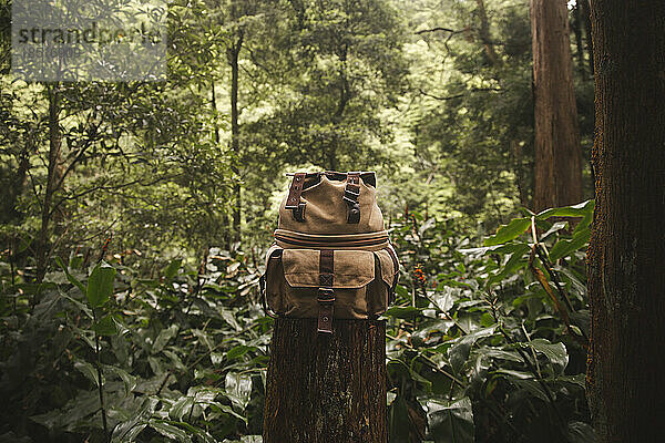 Rucksack auf Baumstumpf im Wald