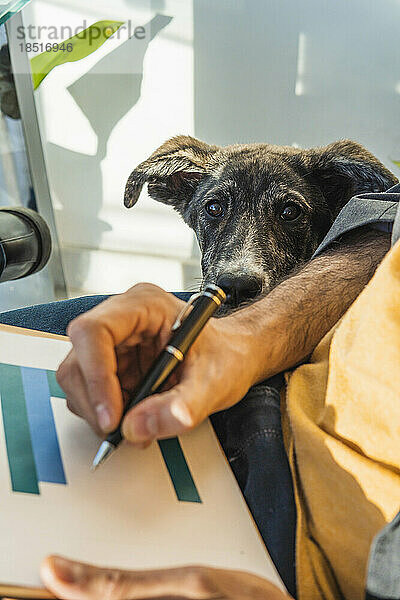 Geschäftsmann analysiert Diagramme per Hund im Heimbüro