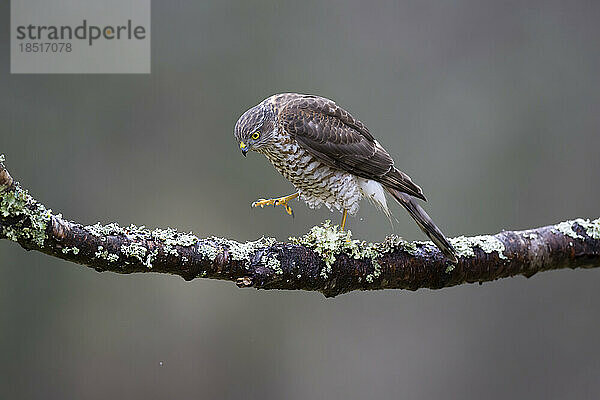 Eurasischer Sperber (Accipiter nisus) sitzt auf einem Ast