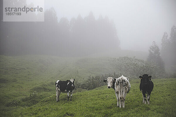 Kühe stehen an einem nebligen Tag auf dem Feld