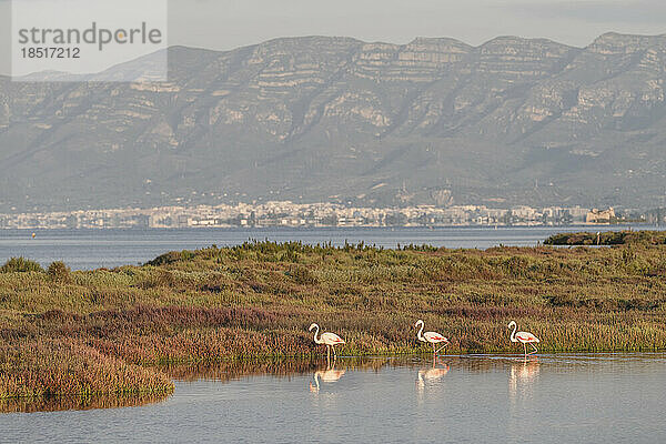 Spanien  Katalonien  Drei Flamingos wandern am grasbewachsenen Ufer des Flusses Ebro im Park Llacuna de la Tancada
