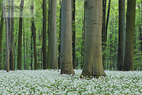 Deutschland  Thüringen  Alliumblüten blühen im Frühlingswald