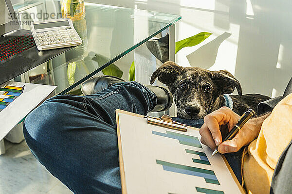 Geschäftsmann bereitet Diagramme vor  sitzt mit Hund am Schreibtisch im Heimbüro