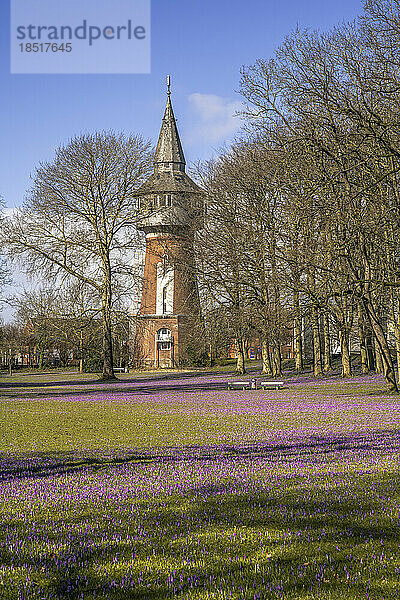 Deutschland  Nordfriesland  Husum  Krokusblüten blühen vor dem Wasserturm aus dem 19. Jahrhundert