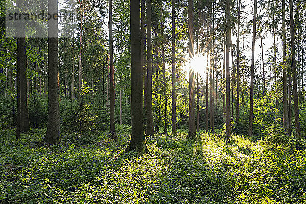 Deutschland  Bayern  Sonne scheint durch Äste von Waldbäumen im Fränkischen Jura