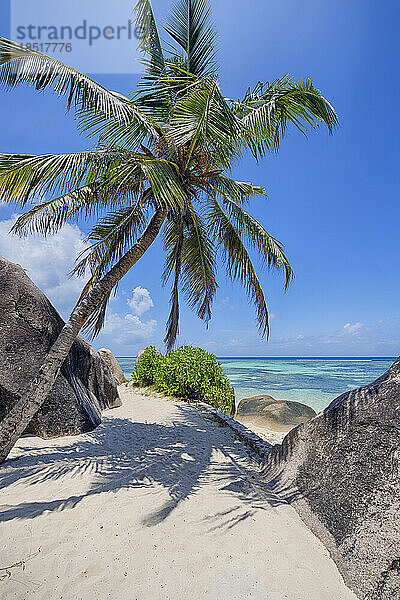 Seychellen  La Digue  einzelne Palme am tropischen Strand