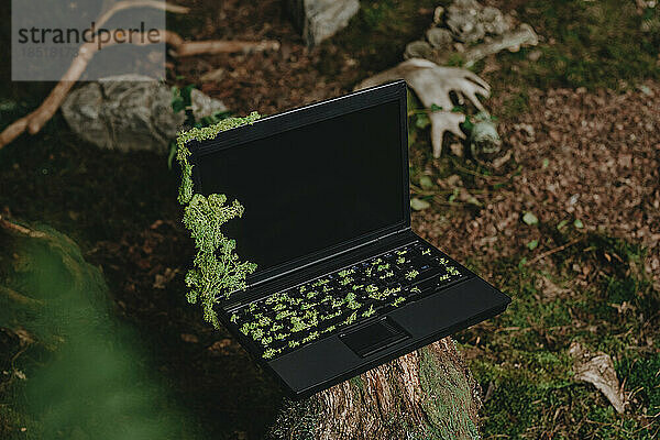 Laptop mit Moos auf Baumstumpf bedeckt