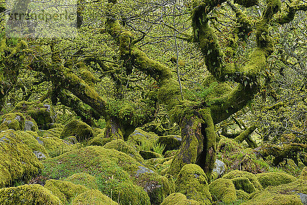 Großbritannien  England  Wistmans Wood im Dartmoor-Nationalpark