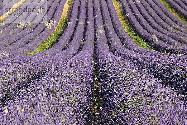 Frankreich  Provence-Alpes-Cote d'Azur  Lavendelfeld im Plateau de Valensole