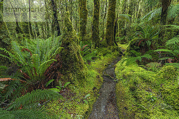 Neuseeland  Südinsel  schmaler Fußweg im üppigen Regenwald im Tutoko-Tal