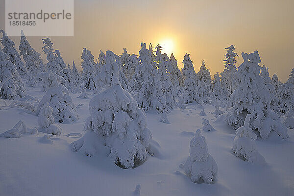Germany  Saxony  Sun setting over snow-covered forest in Erzgebirge range