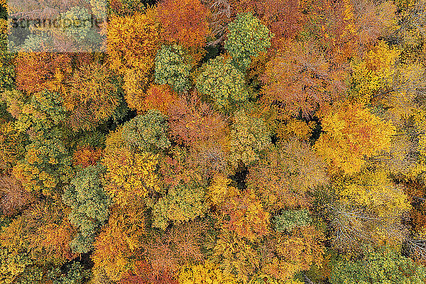 Luftaufnahme des Herbstwaldes im Steigerwald