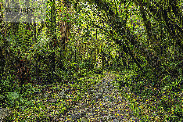 Neuseeland  Südinsel Neuseeland  Fußweg durch üppig grünen gemäßigten Regenwald im Mt. Cook Nationalpark