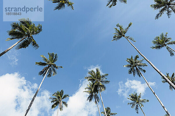 Hohe tropische Palmen unter blauem Himmel