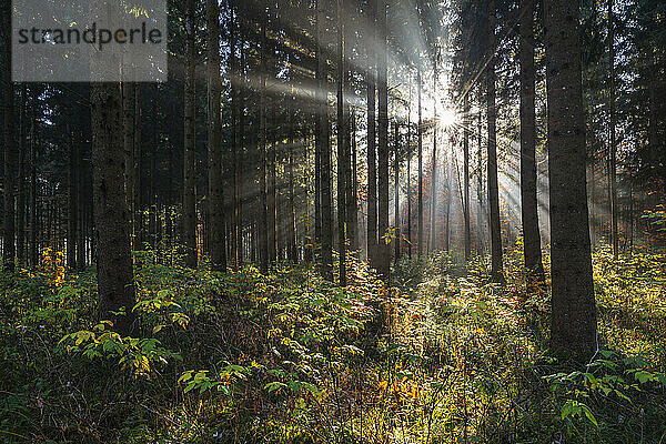 Deutschland  Baden-Württemberg  Die aufgehende Sonne wirft Strahlen durch die Äste der Waldbäume auf der Schwäbischen Alb