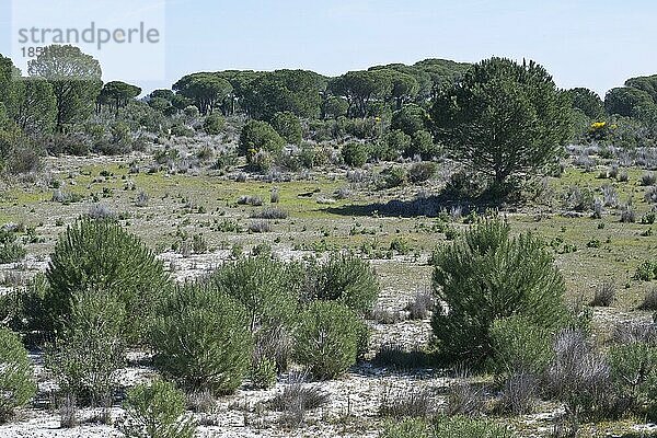 Pinien (Pinus pinaster) inDünenlandschaft  Coto de Donana  Spanien  Europa