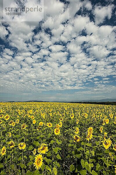 Blühendes Sonnenblumenfeld  Plateau de Valensole  Provence  Département Alpes-de-Haute-Provence  Region Provence-Alpes-Côte dAzur  Südfrankreich  Frankreich  Europa