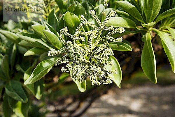 Immergrüner Samtblattbaum (Heliotropium arboreum)  Mauritius  Afrika