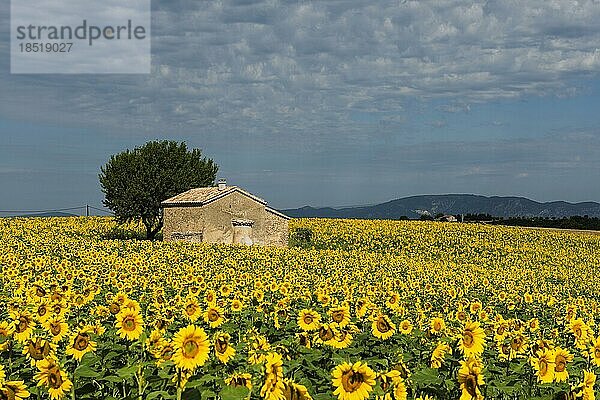 Blühende Sonnenblumen  Plateau de Valensole  Provence  Département Alpes-de-Haute-Provence  Region Provence-Alpes-Côte dAzur  Südfrankreich  Frankreich  Europa