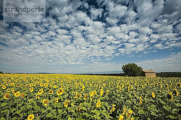 Blühendes Sonnenblumenfeld  Plateau de Valensole  Provence  Département Alpes-de-Haute-Provence  Region Provence-Alpes-Côte dAzur  Südfrankreich  Frankreich  Europa