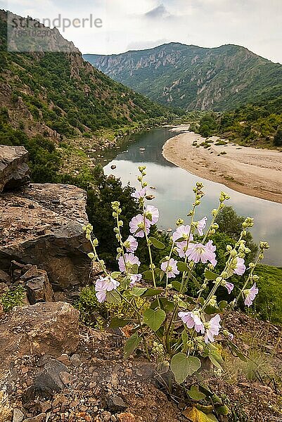 Wilde Malve (Malva sylvestris) am Arda-Fluss  Nationalpark Kovan Kaja bei Madzarovo  Ost-Rodopen  Bulgarien  Europa