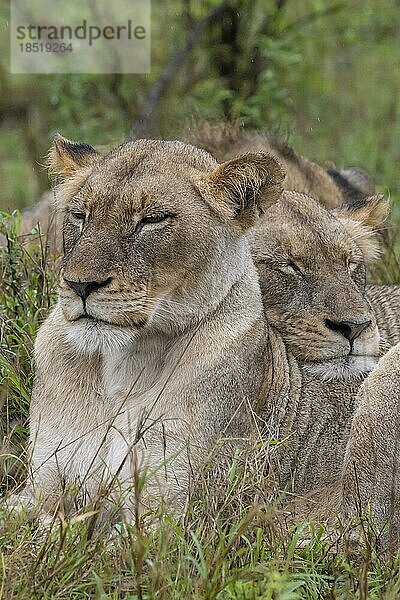 Löwinen (Panthera leo)  Inyati Gamereserve  KrügerNationalpark  Mpumalanga  Südafrika