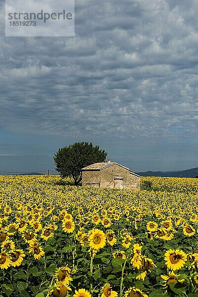 Blühende Sonnenblumen  Plateau de Valensole  Provence  Département Alpes-de-Haute-Provence  Region Provence-Alpes-Côte dAzur  Südfrankreich  Frankreich  Europa