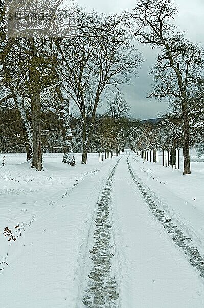 Verschneite Landschaft mit Reifenspuren und Fußabdrücken auf einer Straße mit Alleebäumen. Der winterliche Himmel ist grau und kündigt den nächsten Schneefall an