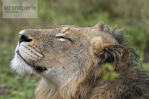 Löwe (Panthera leo)  junges Männchen  Inyati Gamereserve  KrügerNationalpark  Mpumalanga  Südafrika