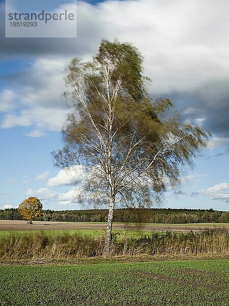 Birke (Betula) mit Herbstlaub bei starkem Wind  Ingerkingen  Baden-Württemberg  Deutschland  Europa