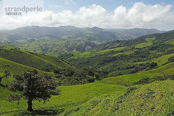 Grüne Landschaft  Tilarán  Provinz Guanacaste  Coste Rica