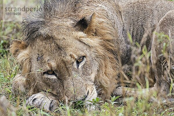 Löwe (Panthera leo)  Inyati Gamereserve  KrügerNationalpark  Mpumalanga  Südafrika