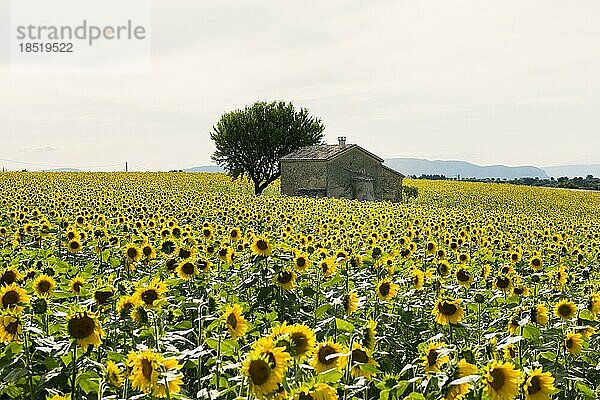 Blühende Sonnenblumen  Plateau de Valensole  Provence  Département Alpes-de-Haute-Provence  Region Provence-Alpes-Côte dAzur  Südfrankreich  Frankreich  Europa