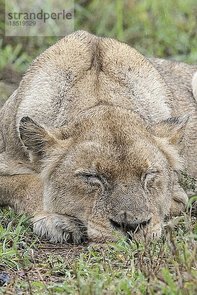 Löwin (Panthera leo)  Inyati Gamereserve  KrügerNationalpark  Mpumalanga  Südafrika