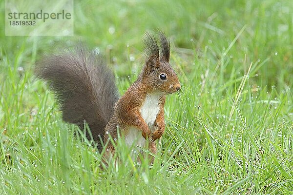 Eichhörnchen (Sciurus)  sitzt aufmerksam in feuchter Wiese  Nagetier  Gras  draußen  Siegerland  Nordrhein-Westfalen  Deutschland  Europa