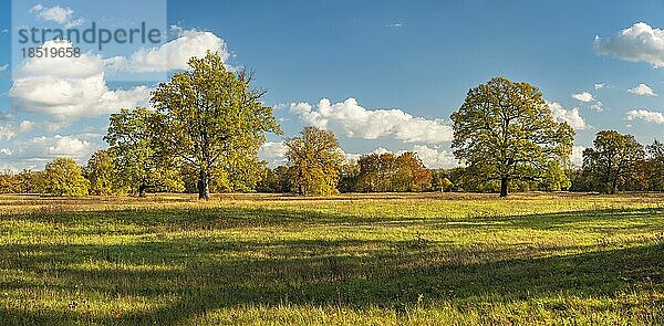 Solitäre Eichen in den Elbauen im Herbst  Dessau-Wörlitzer Gartenreich  Dessau-Roßlau  Sachsen-Anhalt  Deutschland  Europa