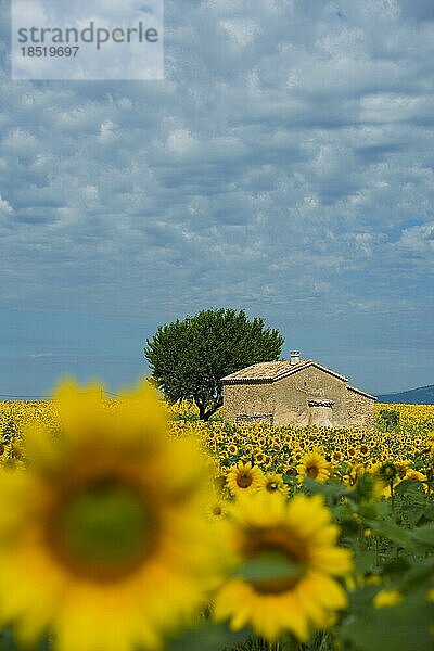 Blühende Sonnenblumen  Plateau de Valensole  Provence  Département Alpes-de-Haute-Provence  Region Provence-Alpes-Côte dAzur  Südfrankreich  Frankreich  Europa